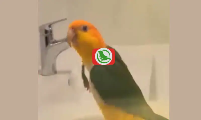 Funny Attractions Moment From Yellow-Thighed Caique