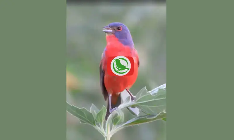 The Painted Bunting (Passerina Ciris)