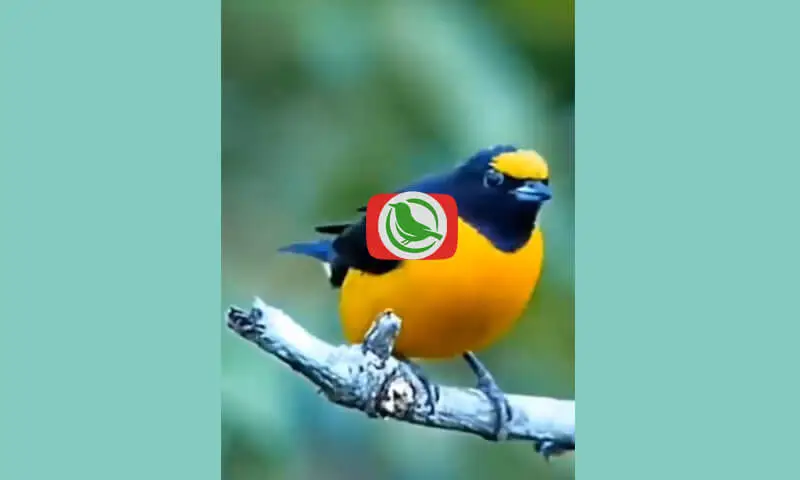 The Violaceous Euphonia (Euphonia Violacea)