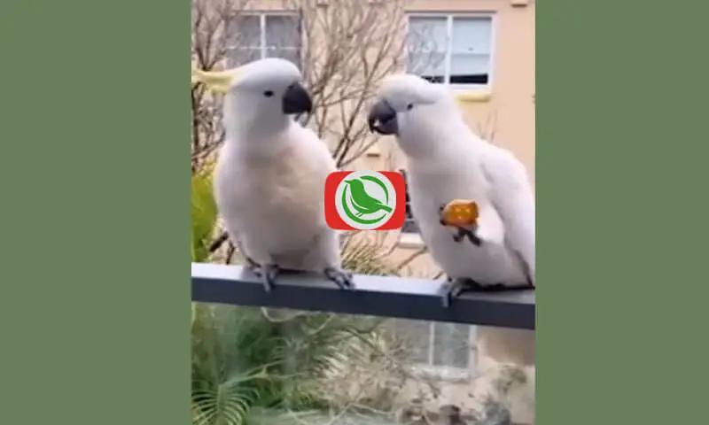 Two Sulphur-Crested Cockatoos Fighting Over a Cake