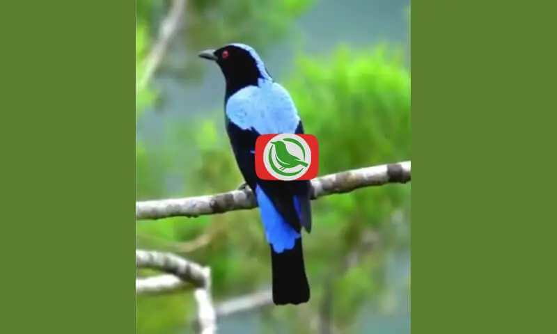 Asian Fairy-bluebird (Irena puella)