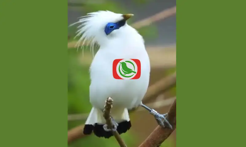 Bali Myna (Leucopsar Rothschild)