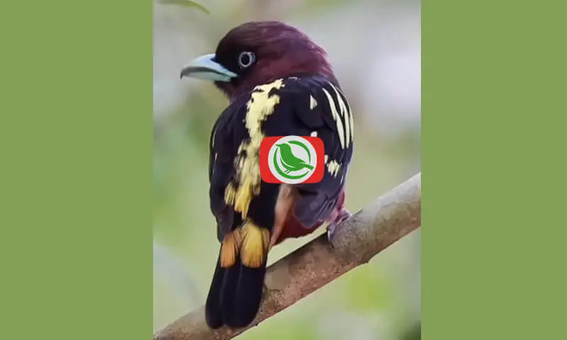 Banded Broadbill (Eurylaimus Javanicus)